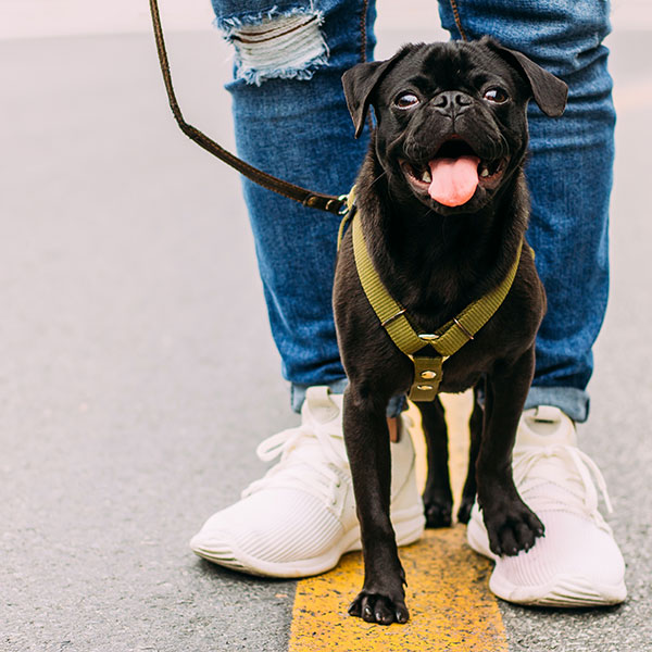 black pug on leash